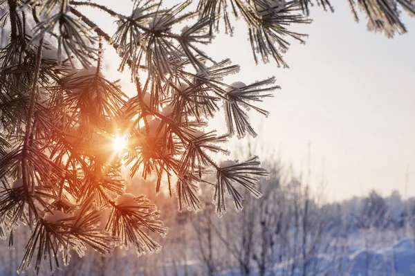 Zonsondergang Winter Bos Met Vorst — Stockfoto