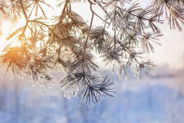 Winter Forest Med Frost — Stockfoto