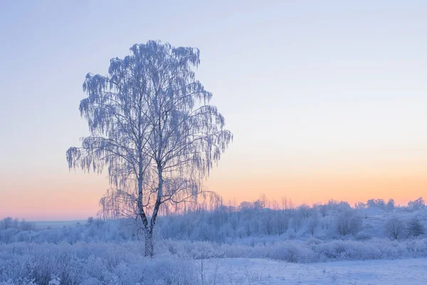 Krásná Zimní Krajina Bříza — Stock fotografie