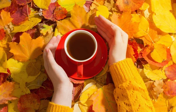 Красный Чашка Чая Руке Заднем Плане Осенние Листья — стоковое фото