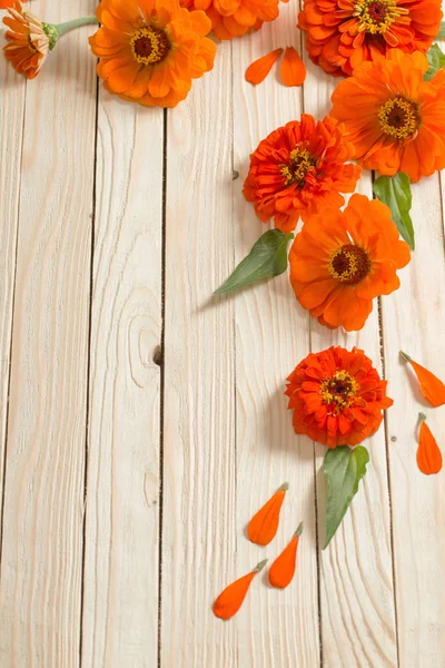 Orange Zinnia Auf Hölzernem Hintergrund — Stockfoto