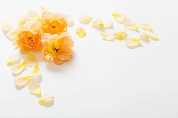 Rosas Amarelas Fundo Branco — Fotografia de Stock