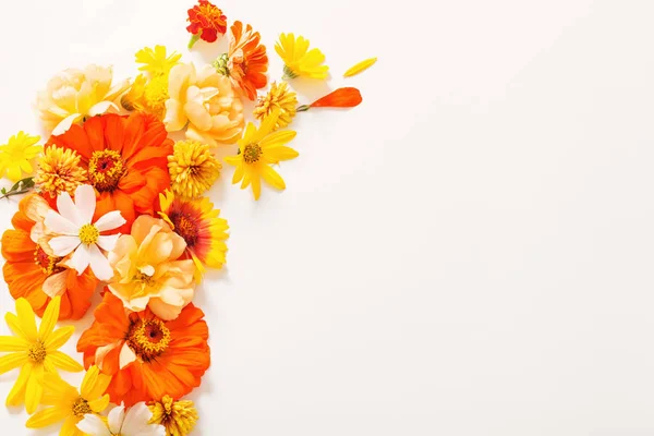 Gula Och Orange Blommor Vit Bakgrund — Stockfoto