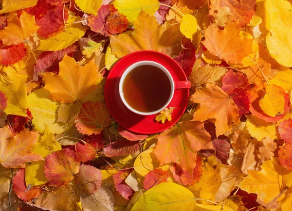 Taza Roja Sobre Fondo Hojas Otoño — Foto de Stock