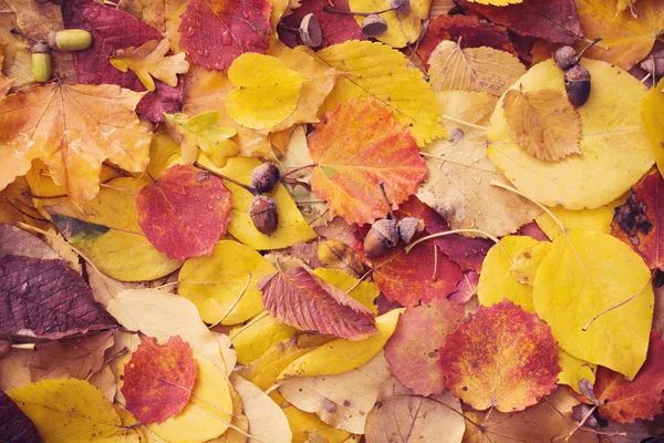 Autumn Leaves Rain Drops — Stock Photo, Image