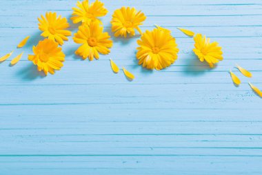 Mavi ahşap zemin üzerine Calendula çiçekler