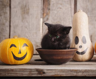 halloween pumpkins ile siyah küçük kedi