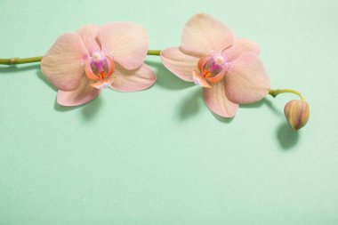 Orkide yeşil zemin üzerine