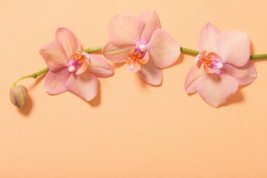 Orkide turuncu zemin üzerine