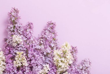 Kağıt arka plan üzerinde güzel lilak