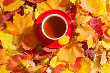 Arka planda kırmızı çay fincanı sonbahar yaprakları