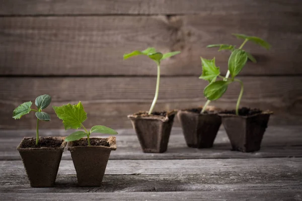 Cucumber Seedlings Wooden Background — Stock Photo, Image