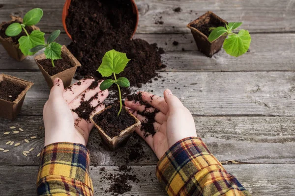 ahşap bir masa üzerinde el ve salatalık fidan