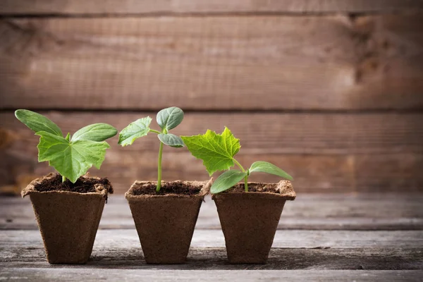 Cucumber Seedlings Wooden Background — Stock Photo, Image