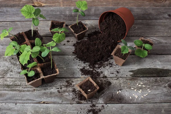 Cucumber Seedlings Wooden Background — Stock Photo, Image