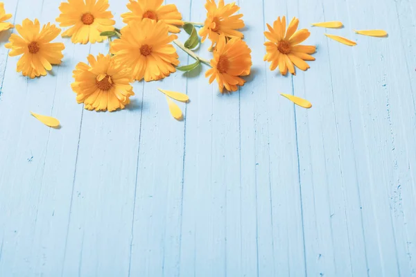 Flores Caléndula Sobre Fondo Azul Madera — Foto de Stock