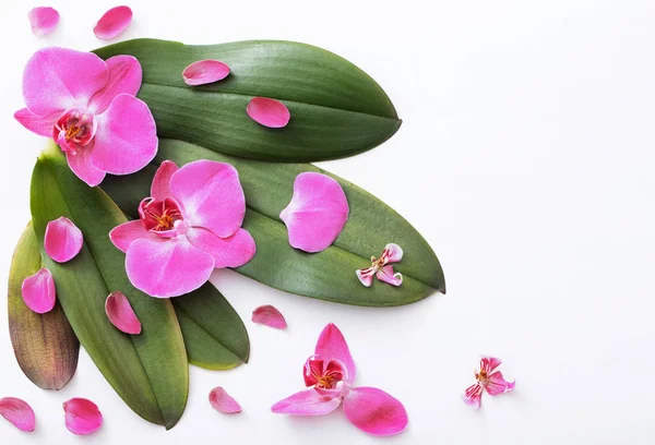 Orquídeas Bonitas Fundo Branco — Fotografia de Stock