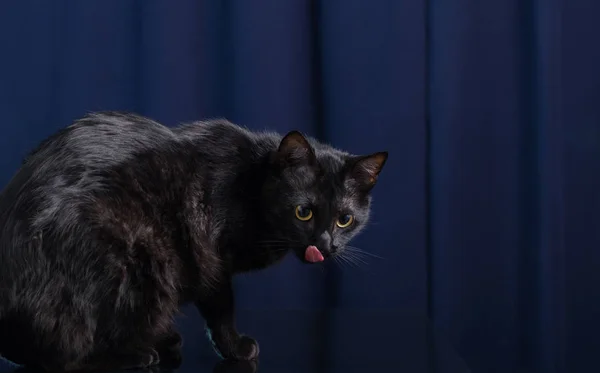 Gato Preto Fundo Azul — Fotografia de Stock