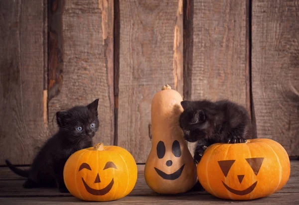 Halloween Pumpkins Ile Siyah Küçük Kedi — Stok fotoğraf