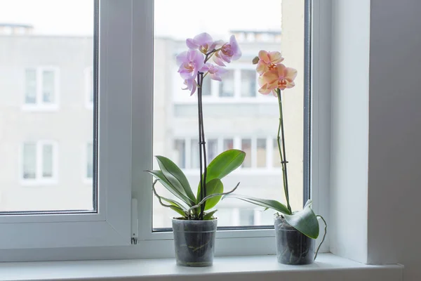 Beautiful Orchids Windowsill — Stock Photo, Image