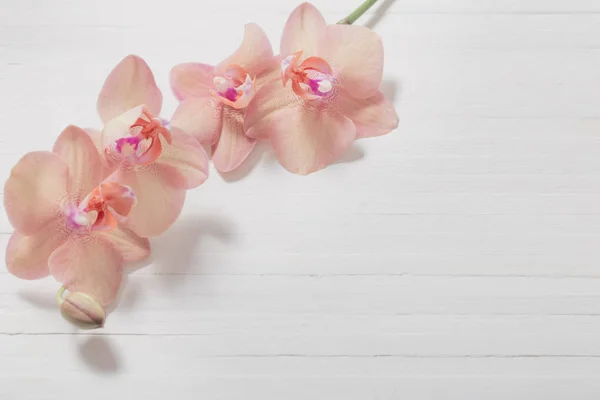 Orkidéer Vit Trä Bakgrund — Stockfoto