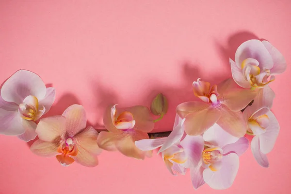 Orchidee Sfondo Rosa — Foto Stock