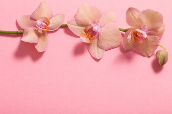 Orchideen Auf Rosa Hintergrund — Stockfoto