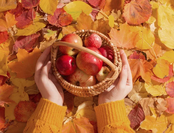 Red Apple Hand Background Autumn Leaves — Stock Photo, Image