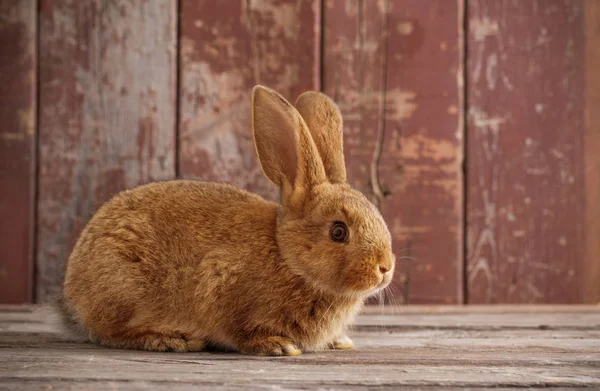 Kanin Gamla Trä Bakgrund — Stockfoto