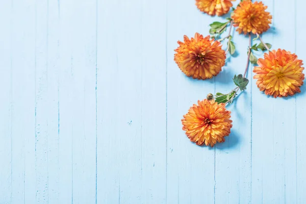 Orange Chrysanthemen Auf Blauem Holzhintergrund — Stockfoto