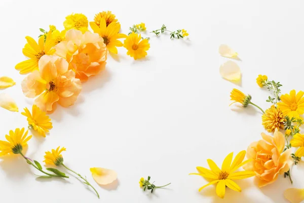 Жовті Квіти Білому Тлі — стокове фото