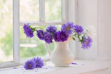 Mor Aster sürahi pencere üzerinde