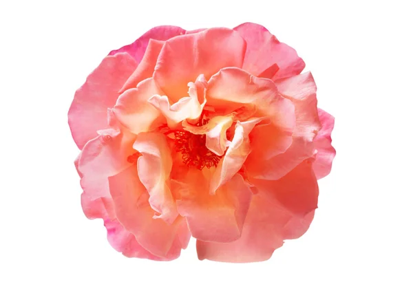 Eine Rosa Rose Isoliert Auf Weißem Hintergrund — Stockfoto