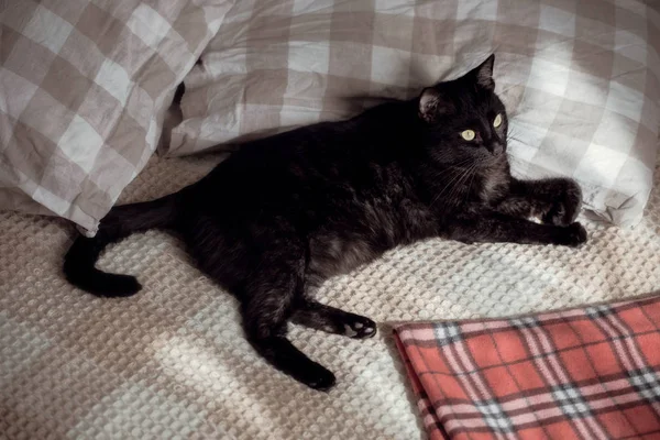 Engraçado Gato Preto Cama — Fotografia de Stock