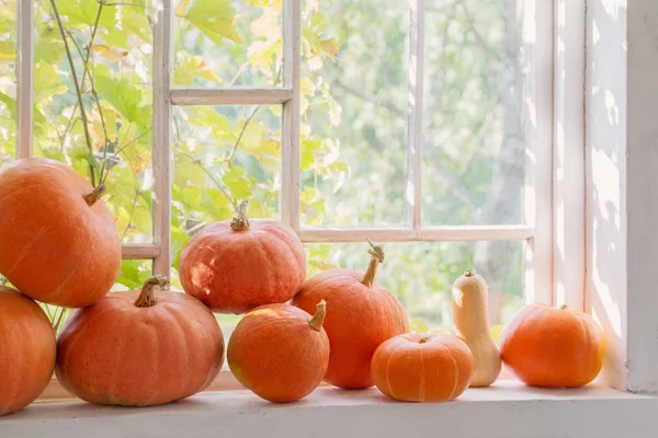 Orange Pumpkins Wooden White Windowsill — Stock Photo, Image