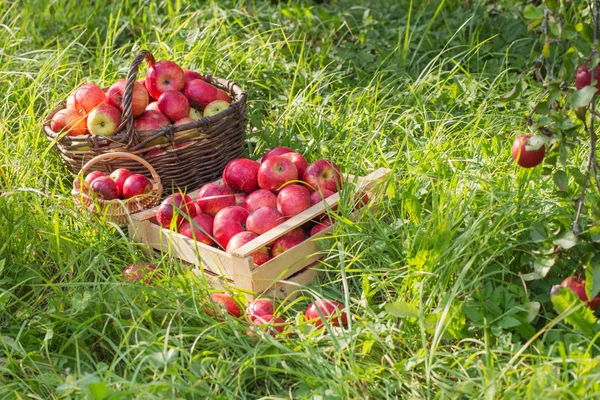 Rote Äpfel Auf Grünem Gras Obstgarten — Stockfoto