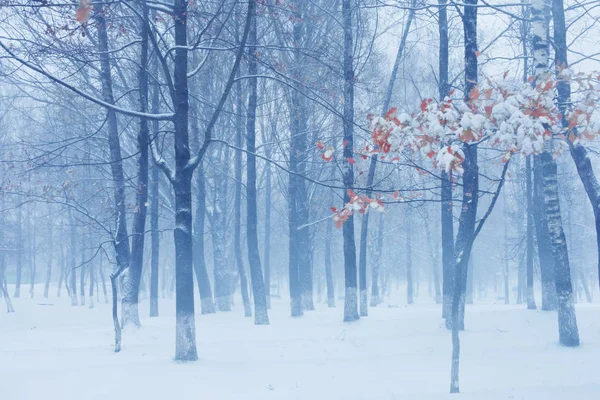 Herfst Park Onder Eerste Sneeuw — Stockfoto
