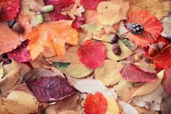 Autumn Leaves Rain Drops — Stock Photo, Image