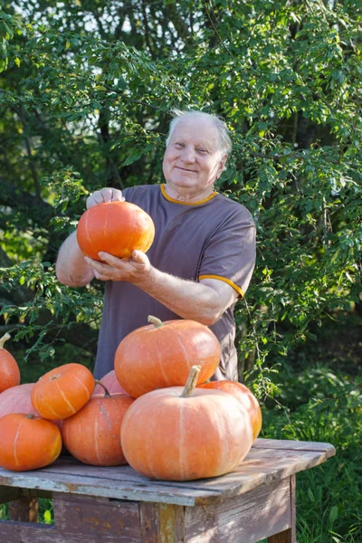 Elderly Men Orange Pumpinks Outdoor — Stock Photo, Image