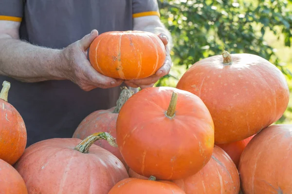 Manos Con Calabazas Naranjas Aire Libre — Foto de Stock