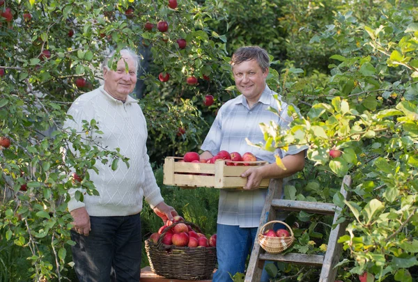 two men pick red apples in  garden