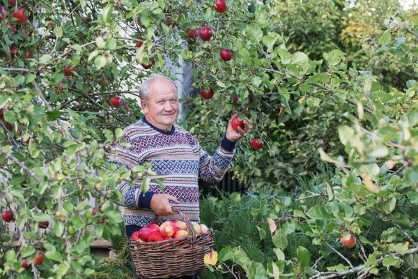 果樹園の赤りんごで幸せな高齢男性 — ストック写真