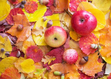 Elmalar ve sonbahar yaprakları yağmur damlalarıyla