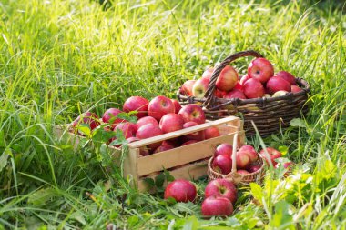 yaz meyve bahçesi yeşil çim üzerinde kırmızı elmalar