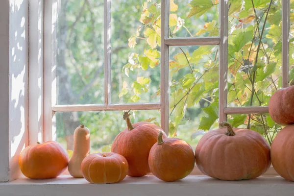 Calabazas Anaranjadas Sobre Alféizar Ventana Blanco Madera — Foto de Stock