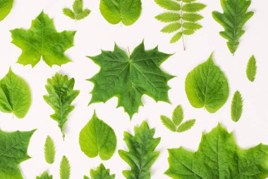 Kağıt arkaplanda yeşil yapraklar