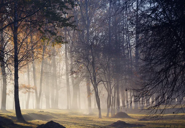 Mlha Podzimní Krásný Les — Stock fotografie