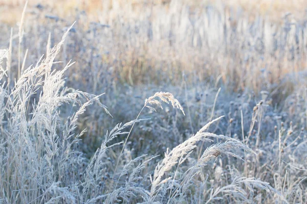 Belle Herbe Sauvage Dans Gel Lumière Soleil — Photo