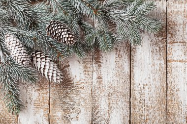 köknar dalı eski boyalı beyaz arka plan üzerinde