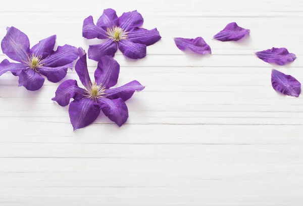 Fondo Con Clematis Púrpura — Foto de Stock